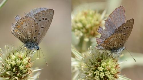 Polyommatus icarus